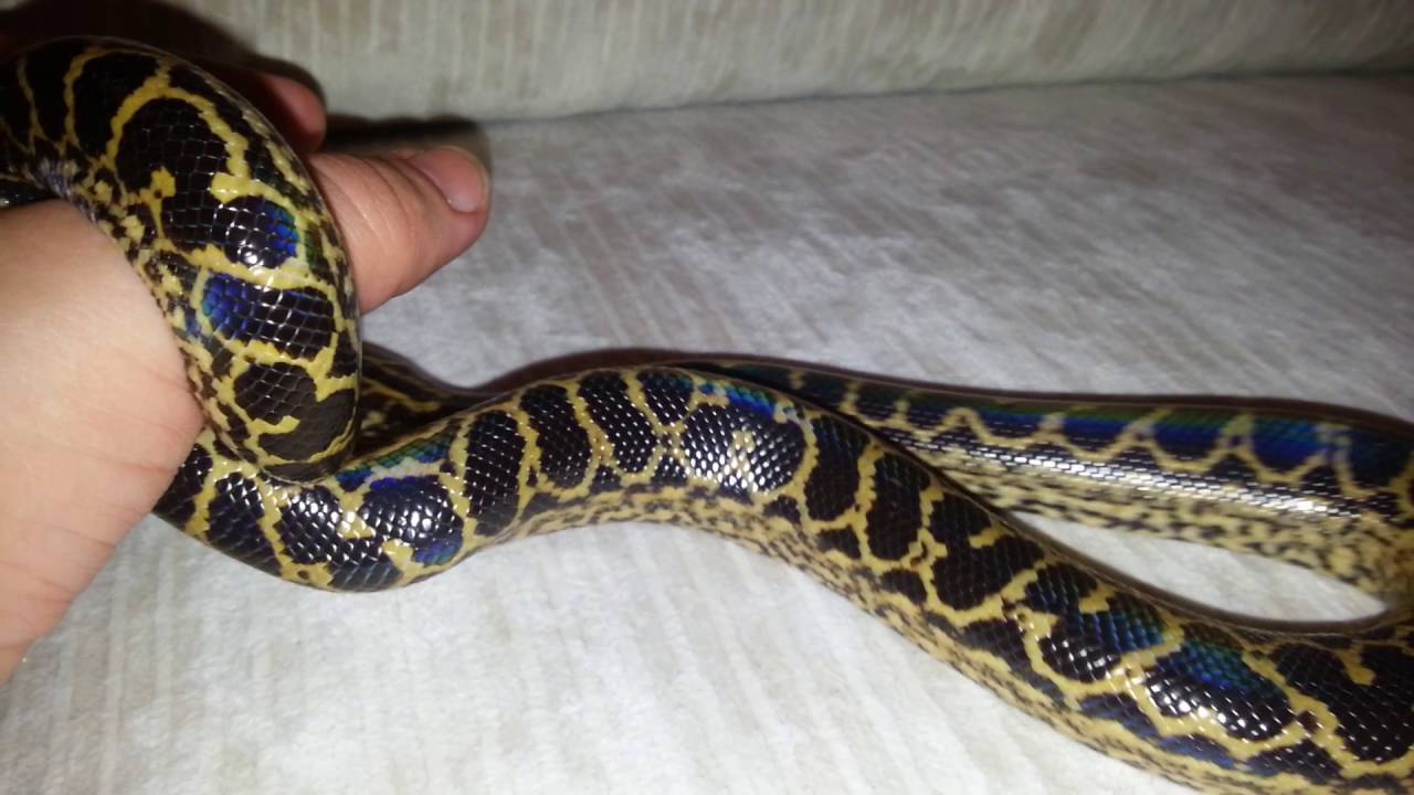Парагвайская анаконда (Eunectes notaeus). Yellow anaconda. (18.10.2016)