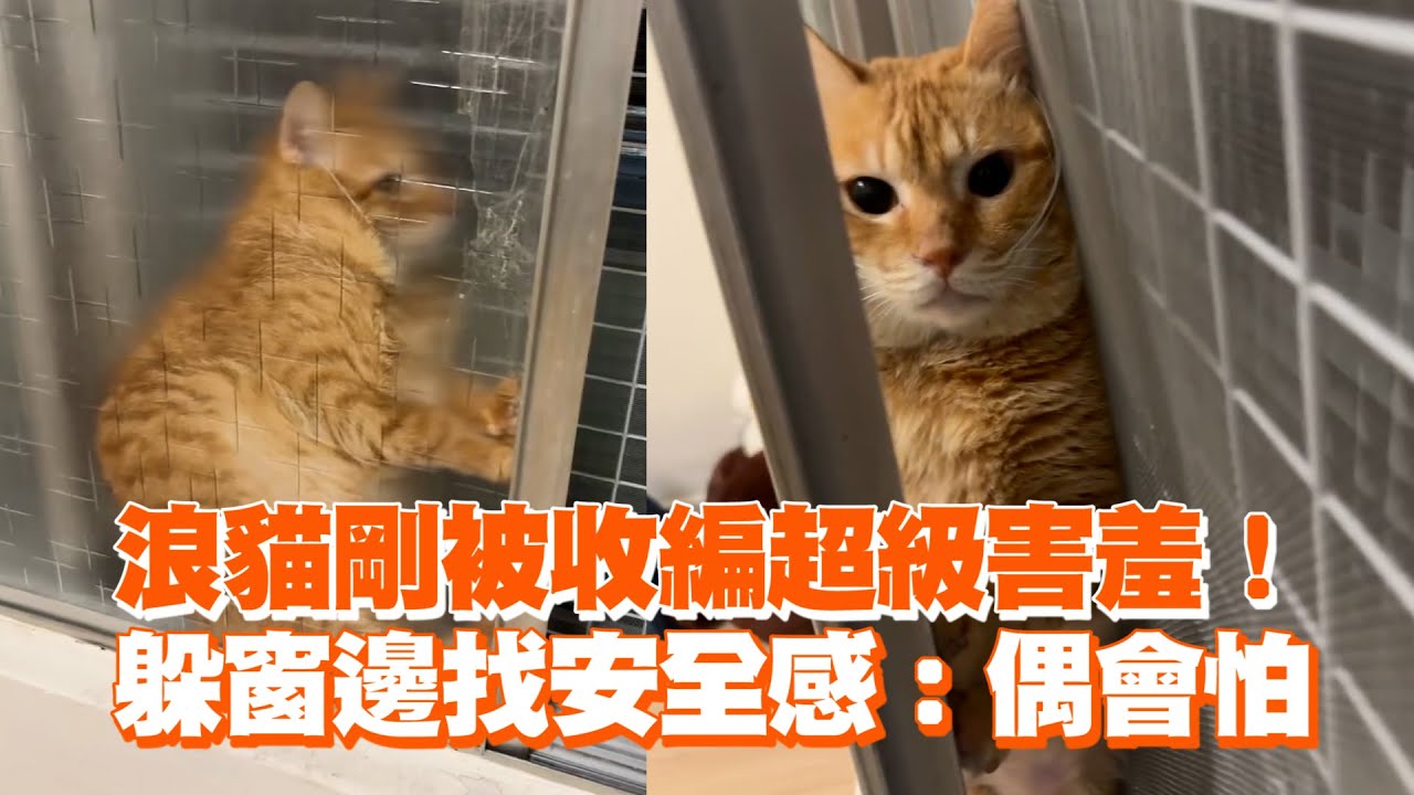 浪貓剛被收編超級害羞！　躲窗邊找安全感：偶會怕