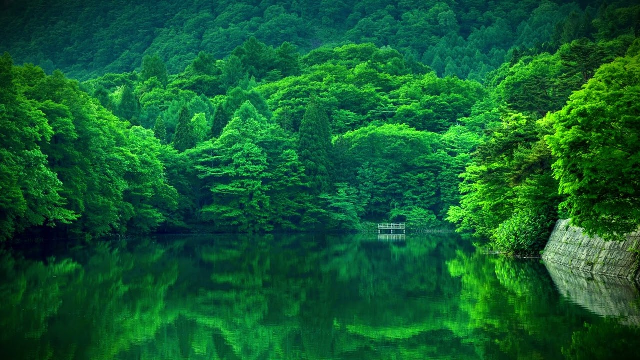 Peaceful Lake & Forest | Relaxing Chinese Guzheng Music