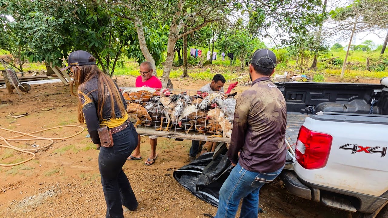 LEVAMOS NOSSAS GALINHAS PARA NOSSA FAZENDA @XINGURUSTICO . Mais uma benção