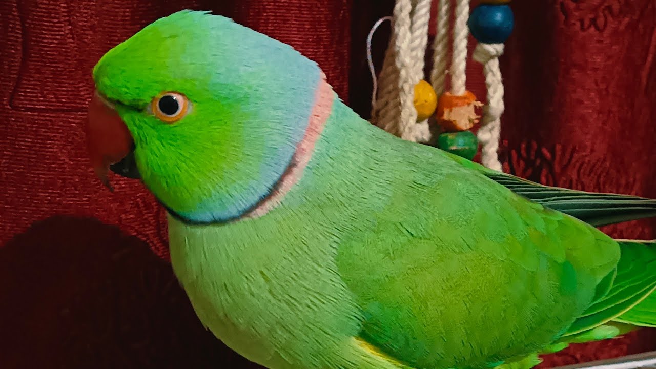 Ring Neck Parrot Live 🦜 Happy republic day ❤️