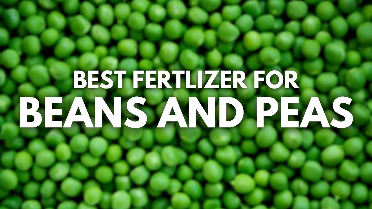 Удобрение для фасоли и гороха | Узнайте о пяти лучших удобрениях