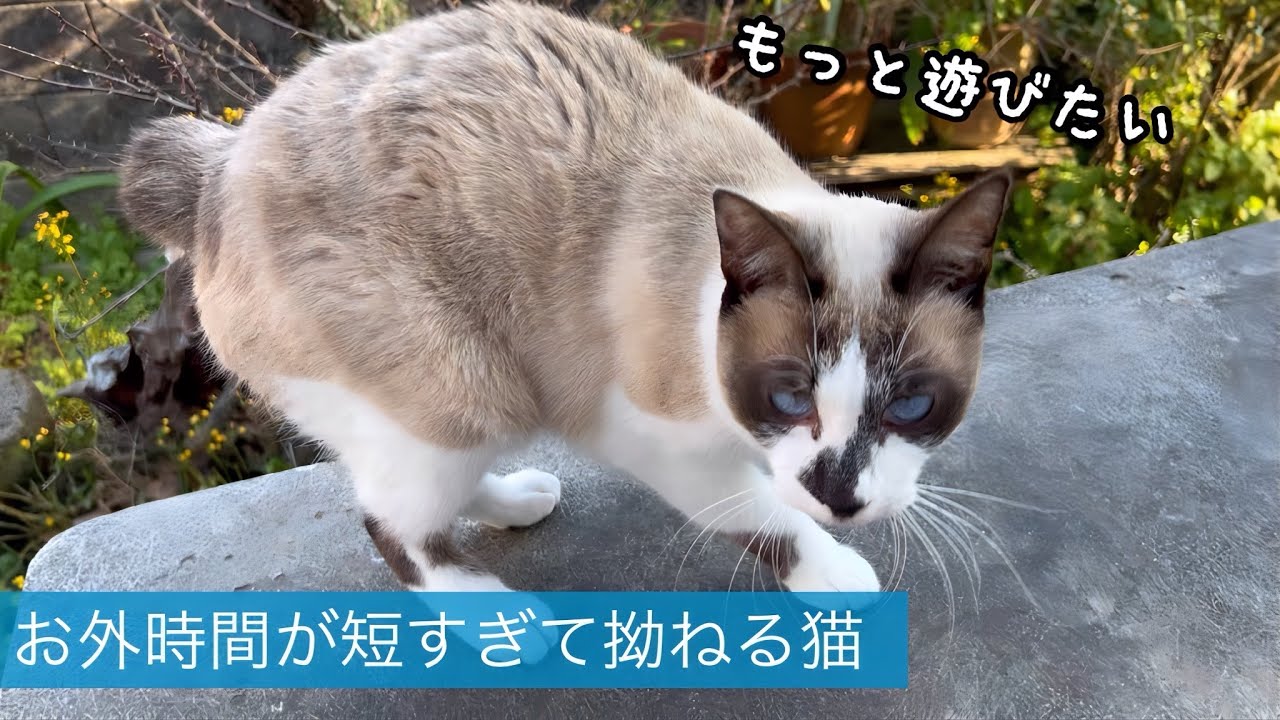 元庭猫さん少しだけ庭にでてみた