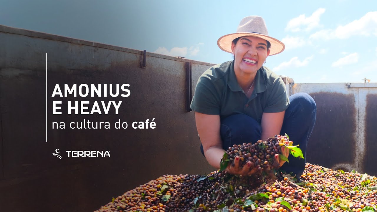 Amonius e Heavy na cultura do café