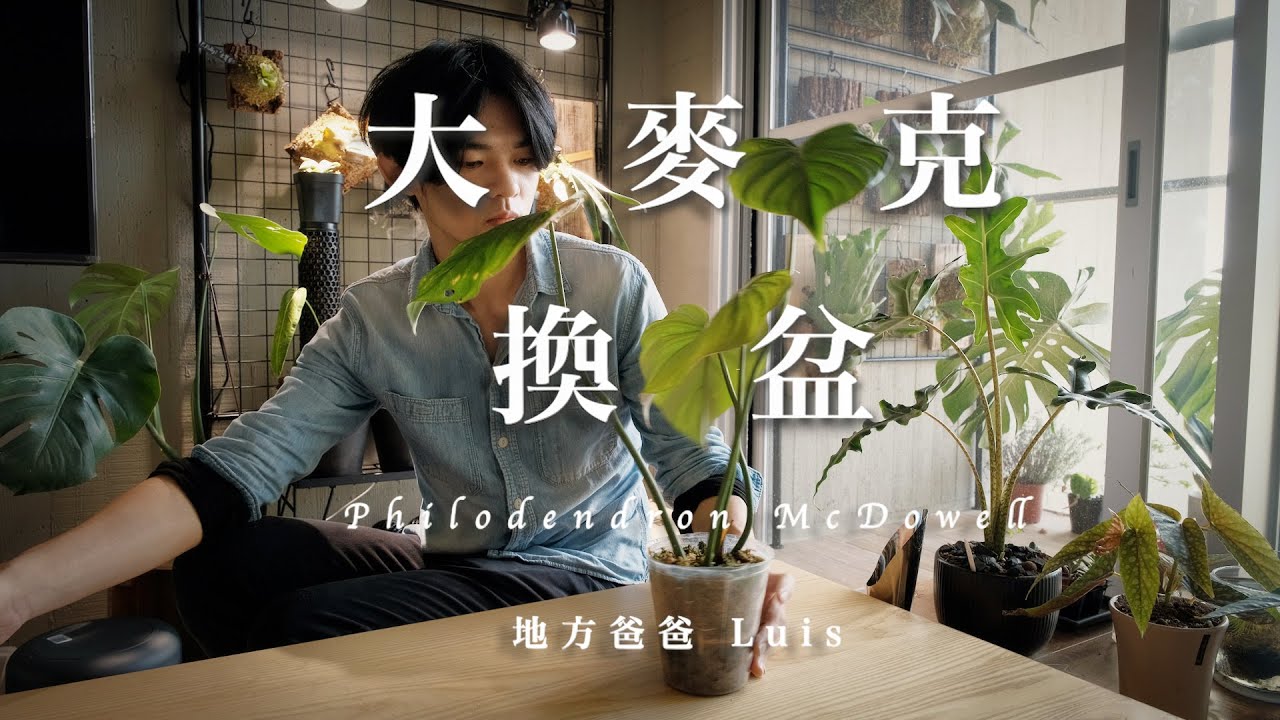 幫大麥克換盆囉｜大麥克蔓綠絨｜觀葉植物｜Philodendron McDowell｜Indoor Planting