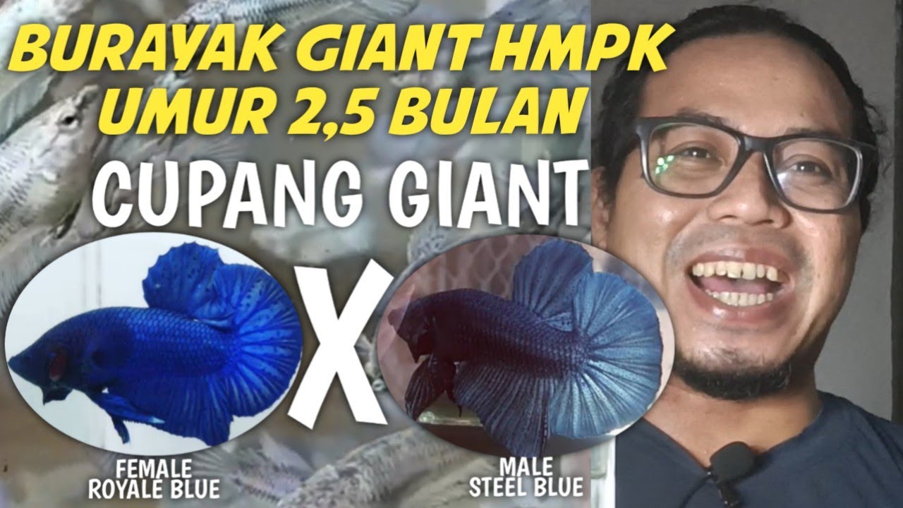 HASIL SILANG WARNA IKAN CUPANG GIANT HMPK ROYALE BLUE X GIANT HMPK STEEL BLUE
