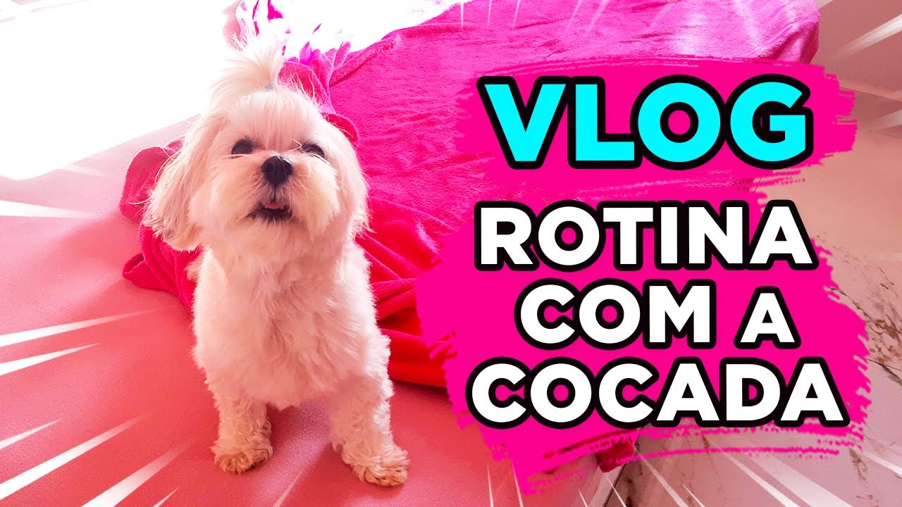 VLOG - Rotina de hoje com a Cocada!    #shihtzu