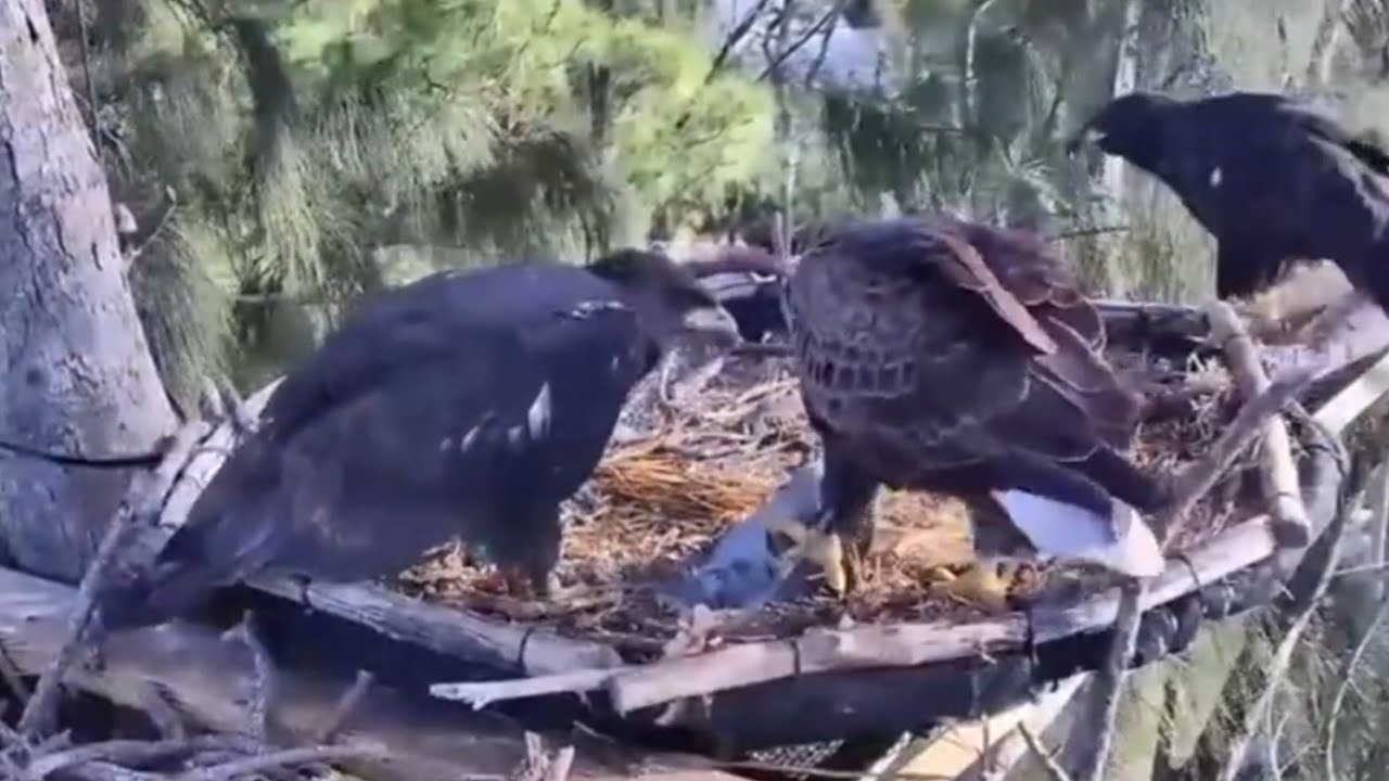 Dad brings lunch fish and Mom feeds the eaglet | Dade County Eagle | Mar 7, 26