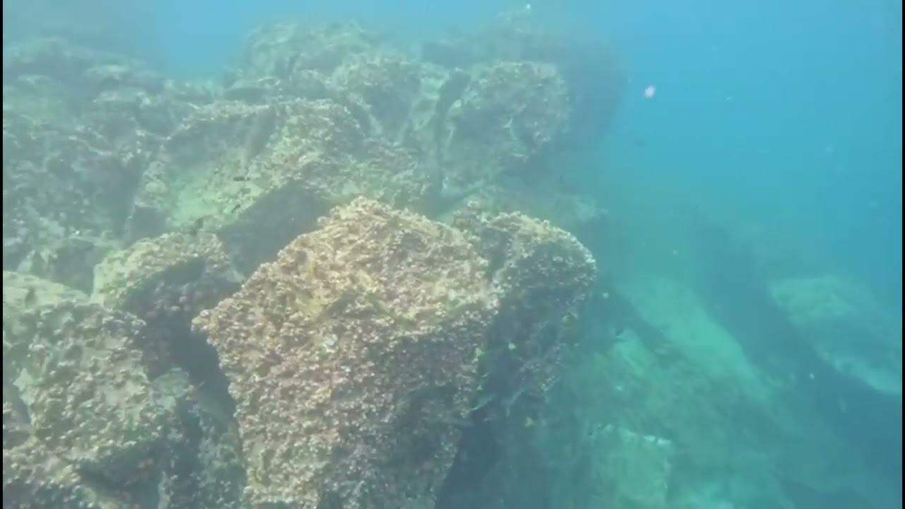 Underwater Flight: The Grace of the Eagle Ray near Espanola Island, Galapagos