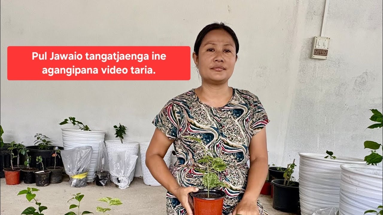 Pul Jawaio tangatjaenga ine agangipana video taria | How to grow Bougainvillea from cuttings 