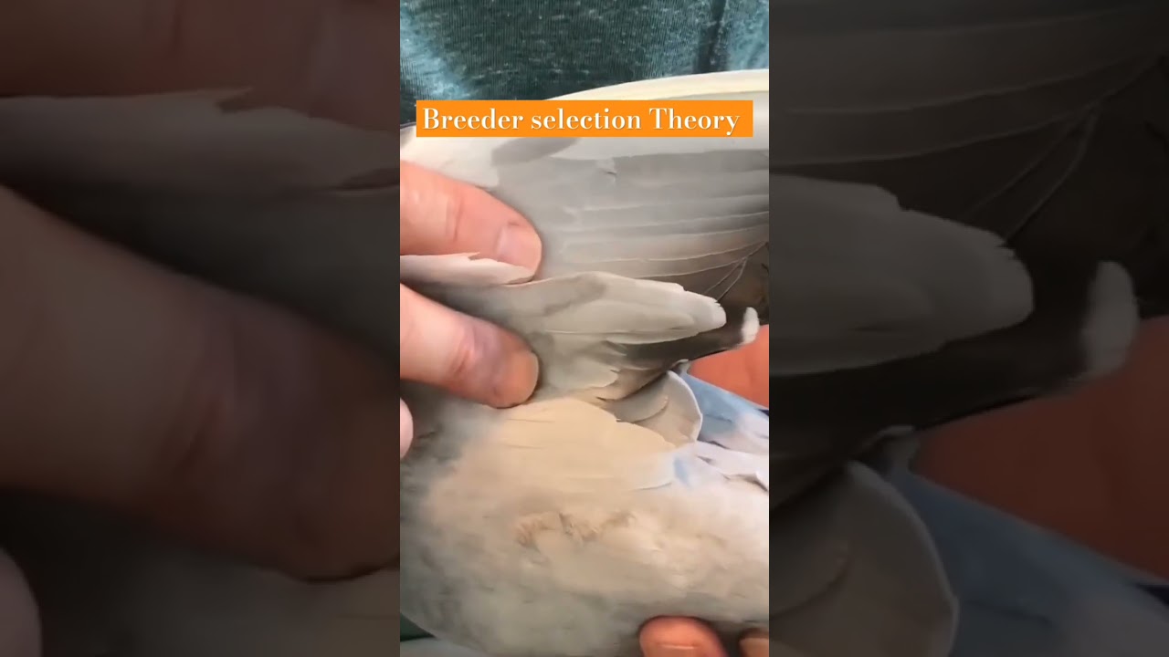 How to select your breeders #viral #shorts #pigeonracing