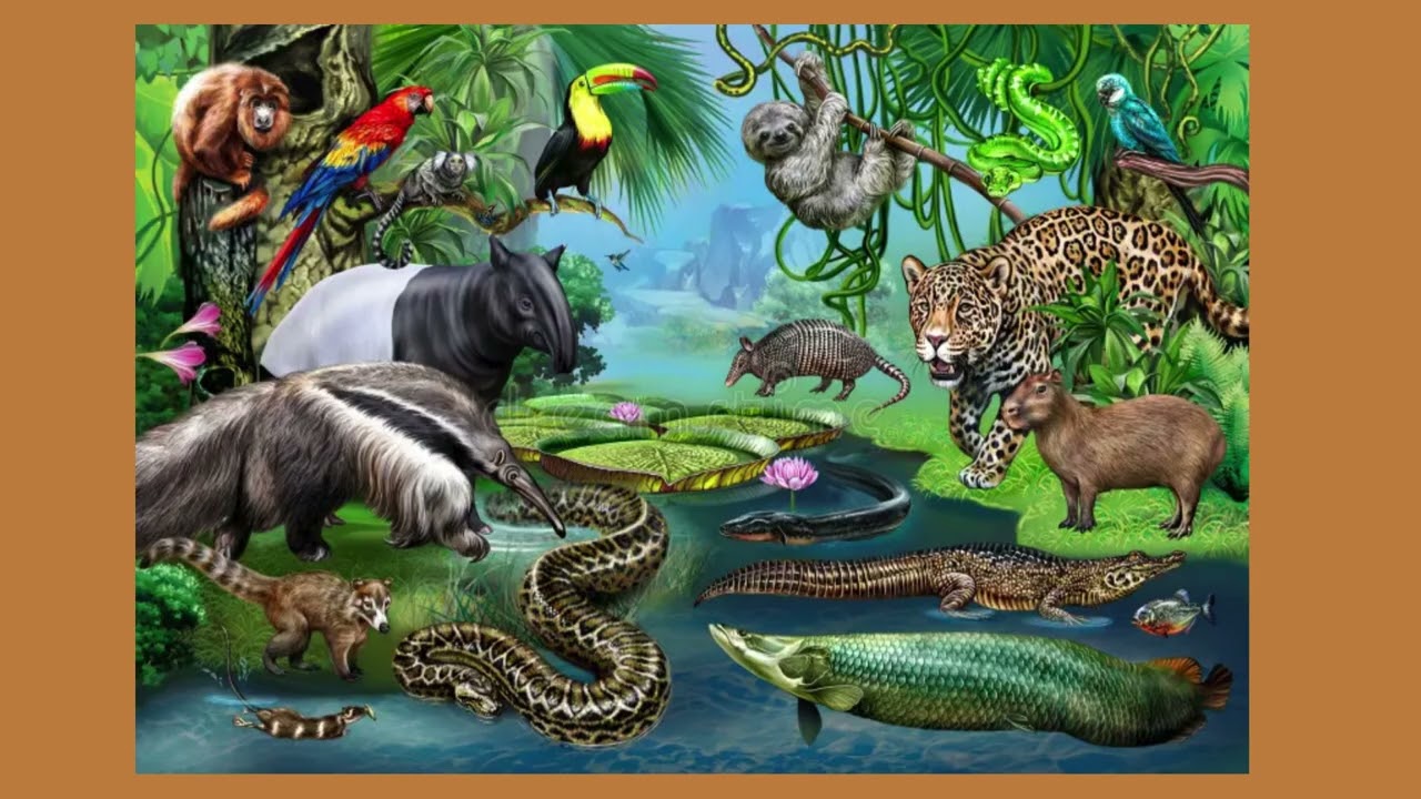 Resiliencia frente a la minería ilegal y la extracción petróleo en la Comunidad 24 de Mayo de Loreto