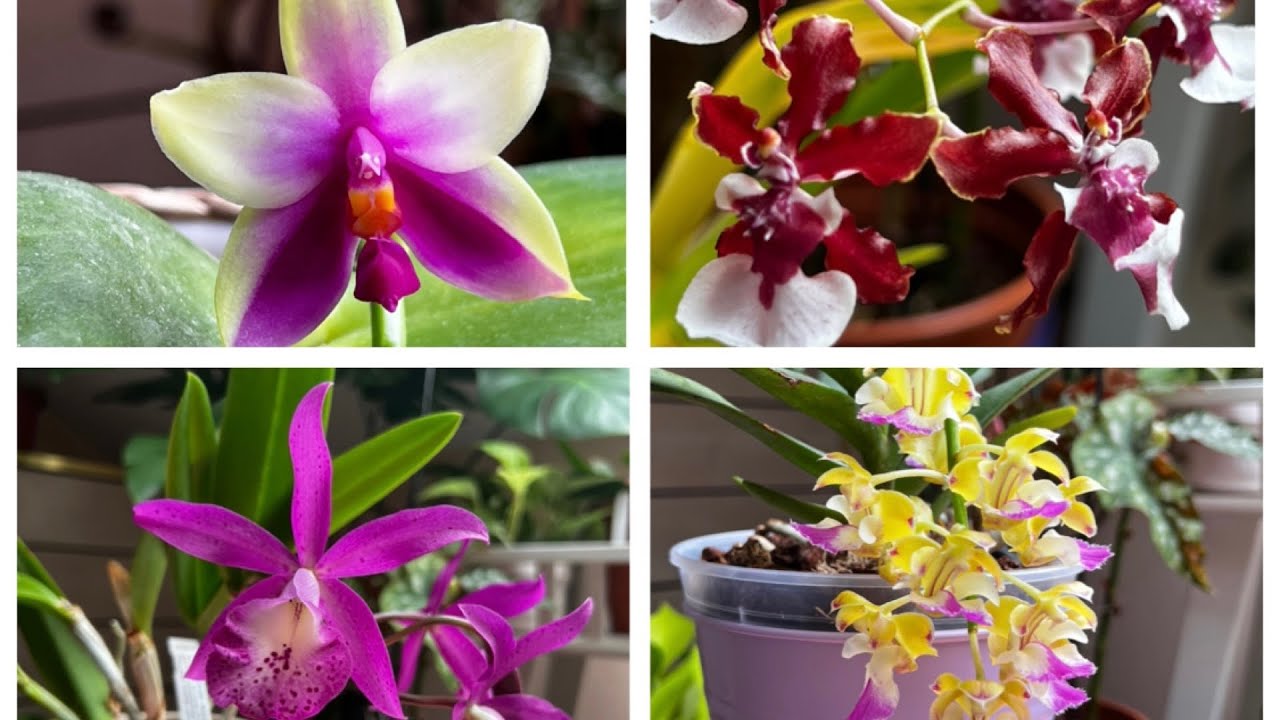 目前盛开的兰花Orchids in Bloom