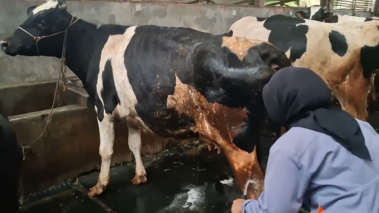 TUGAS LSP_VIDEO PEMERAHAN SECARA MANUAL/OTOMATIS (MESIN PERAH) _MALIHATUS SA'ADAH_SMK ALAM RAYA_2026