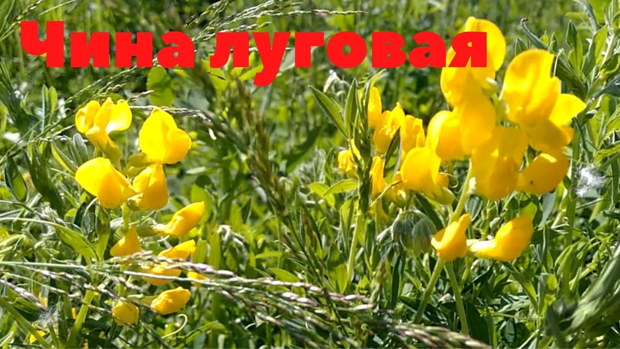 Чина луговая!