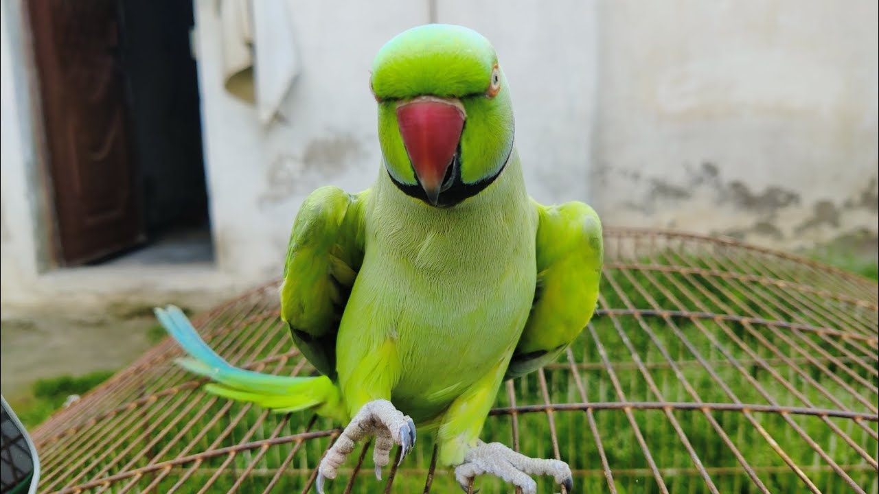 🦜 Mitthu Mitthu Talking Parrot Video Title Ideas