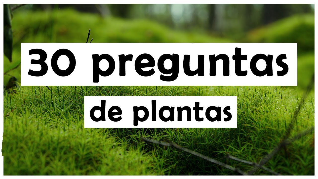 TEST: ¿Cuánto sabes sobre plantas?