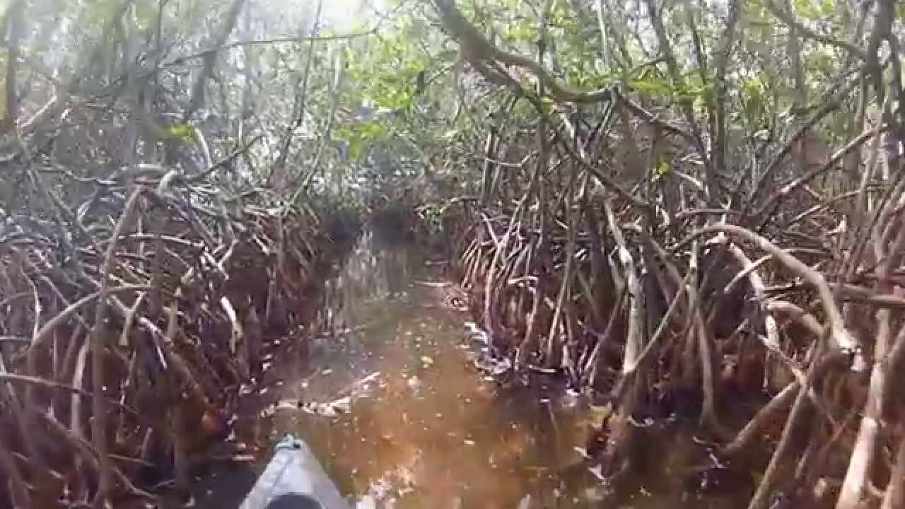 Creature From The Brown Lagoon