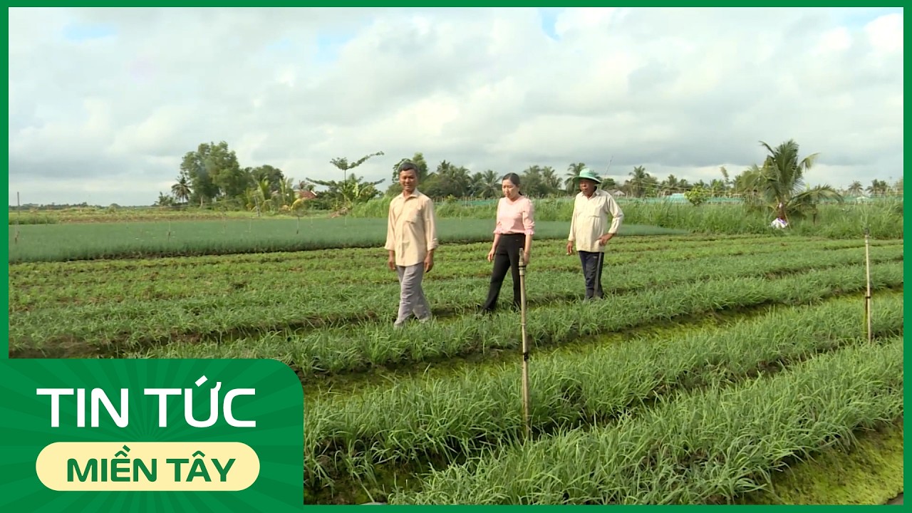Đồng Tháp: Chủ động ứng phó hạn mặn, bảo đảm nguồn cung rau xanh | THDT