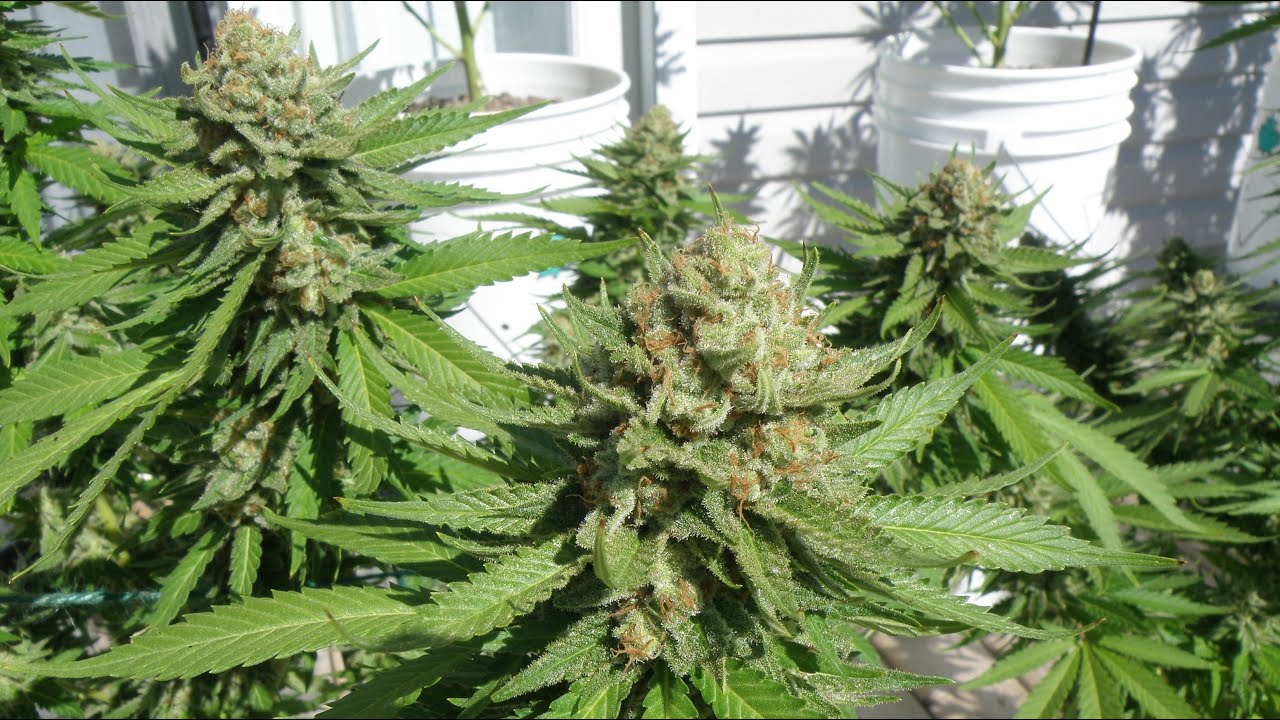 Outdoor Cannabis Plants Ready For Harvest 2023