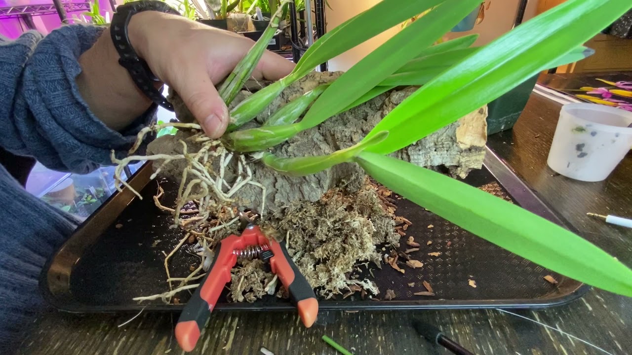 Mounting Laelia autumnalis