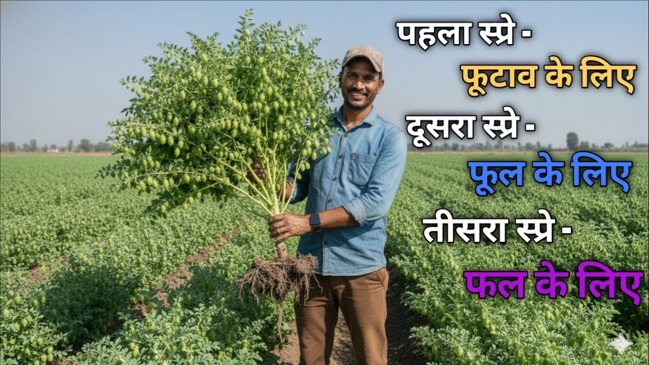 चना खेती में 3 जरूरी स्प्रे | पहला फूटाव, दूसरा फूल, तीसरा फल के लिए । पैदावार बढ़ाने का फार्मूला