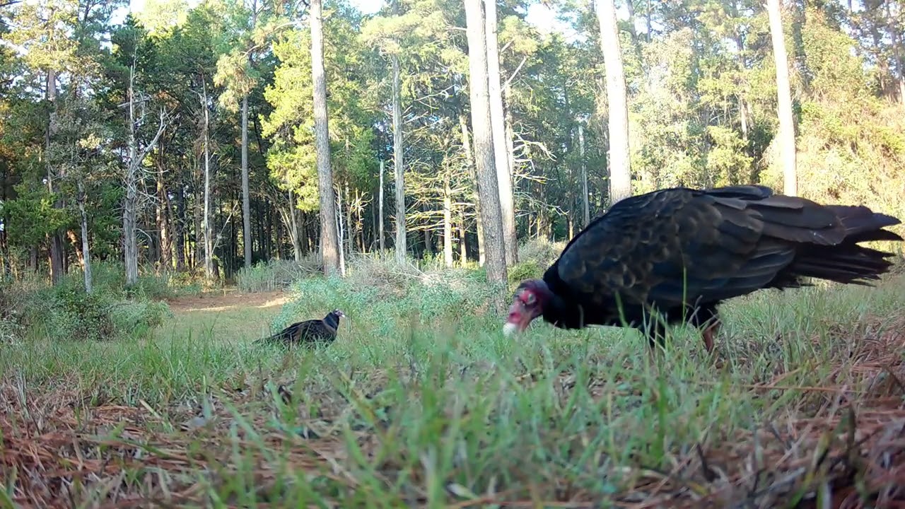 Scrounging Vultures (2- Turkey and 1- Black)