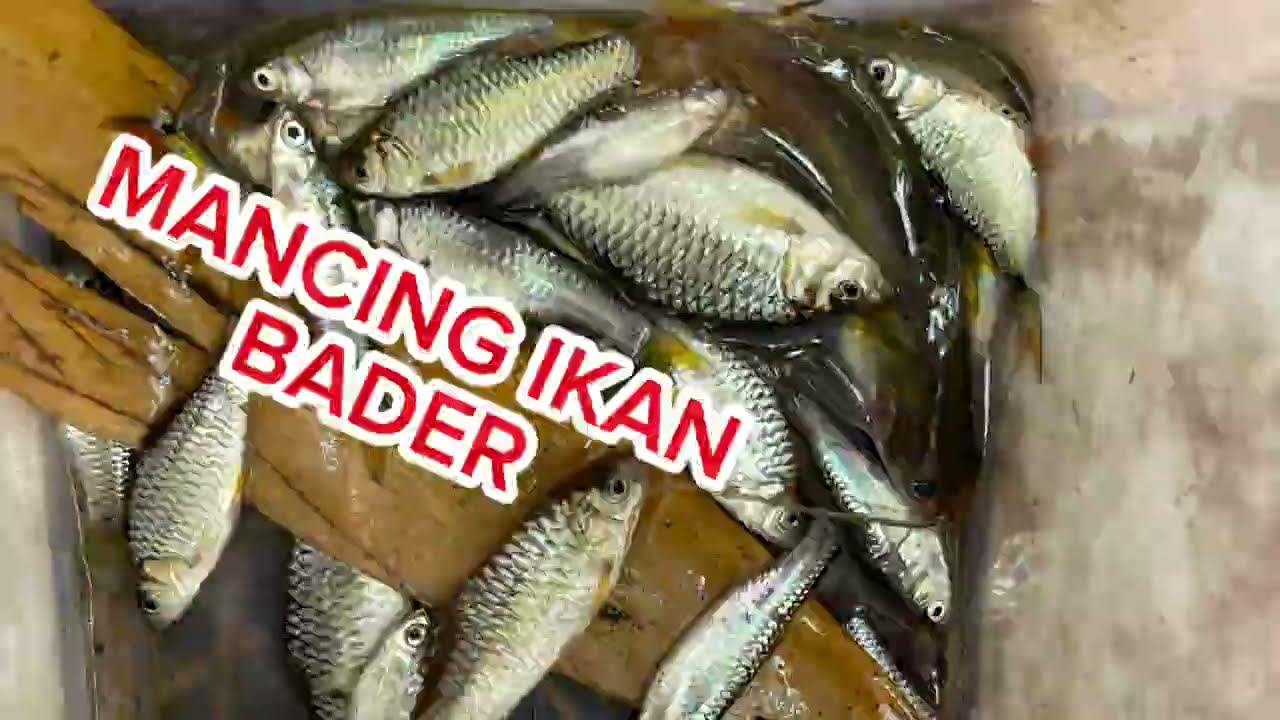 PANEN Ikan Bader di Sungai Kecil! (Stok Gak Habis-habis)🤫🎣😱 [Part 1]