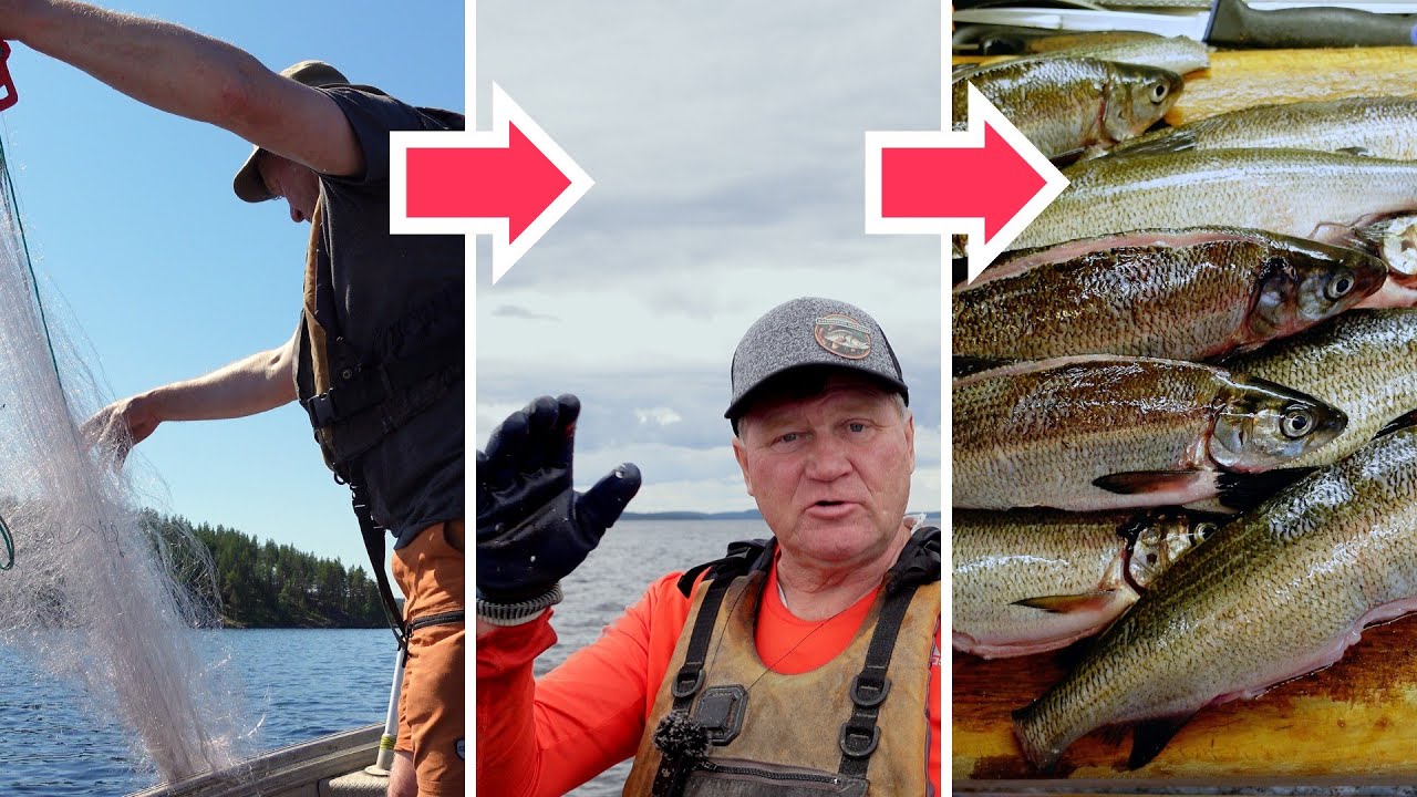 Vinkit Siian Verkkokalastukseen