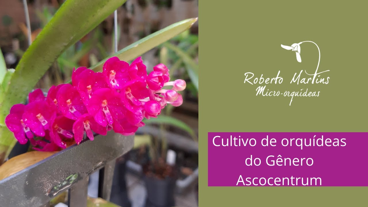 Cultivo de orquídeas do gênero Ascocentrum - Live gravada em 15/11/2.020