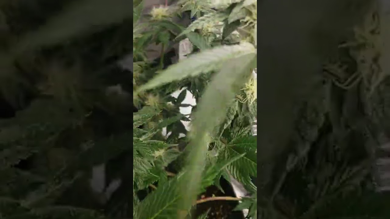 Peanut Butter Breath 🌿 Thug Pug Genetics 🧬 Breeders Cut  @Shoreganix LLC📍New Jersey Craft Cannabis