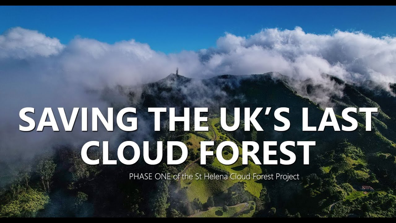 Phase One - First 4 Years of the Cloud Forest Conservation Project on St Helena