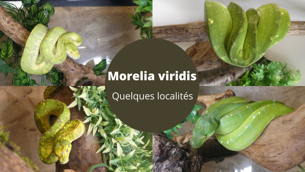 Morelia Viridis, quelques localités