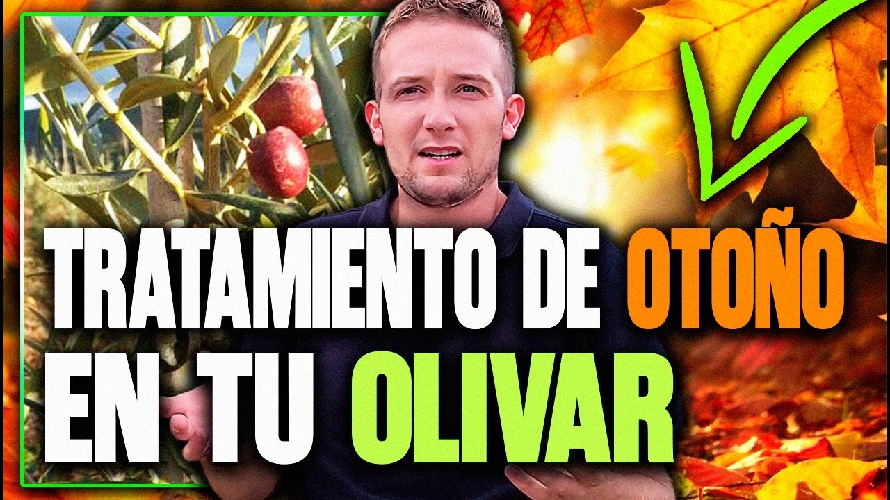 CLAVES del Tratamiento de OTOÑO en el OLIVAR