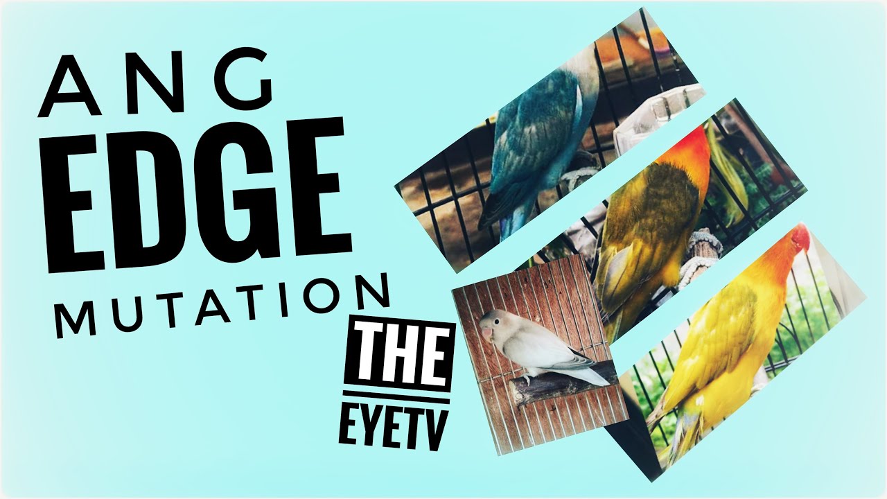 Ang Edge Mutation (Usapan Ibon Vlog 051)