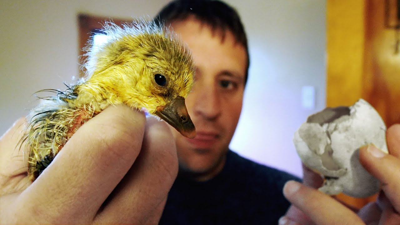 Hatching Duck and Goose Eggs Start to Finish | Video Diary