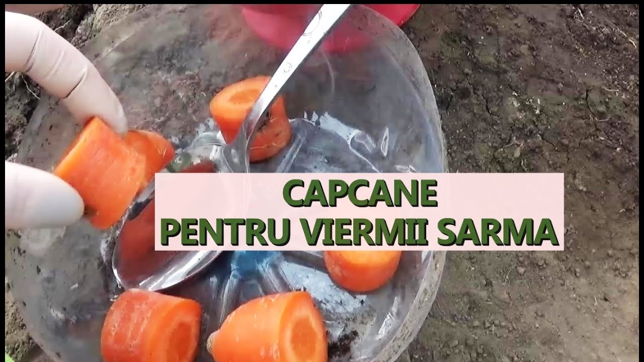 Metoda  de combatere a viermilor sarma. Capcane cu morcov, grau si porumb