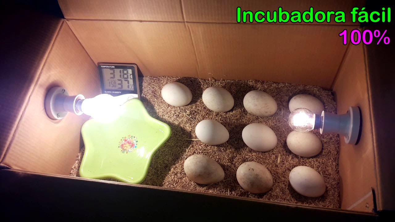 C&oacute;mo hacer una incubadora de huevos para incubar huevos de pato en casa f&aacute;cilmente