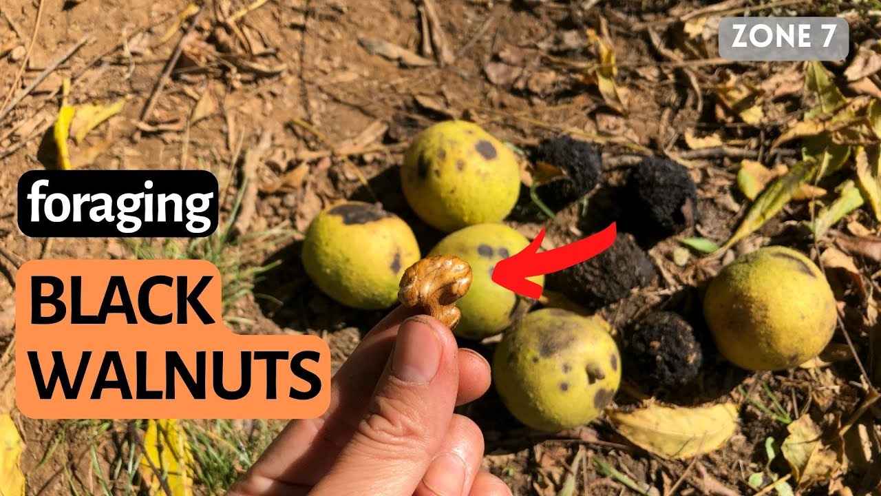 Foraging for Black Walnuts: Harvesting, Husking, Shelling. zone 7 Northern Virginia