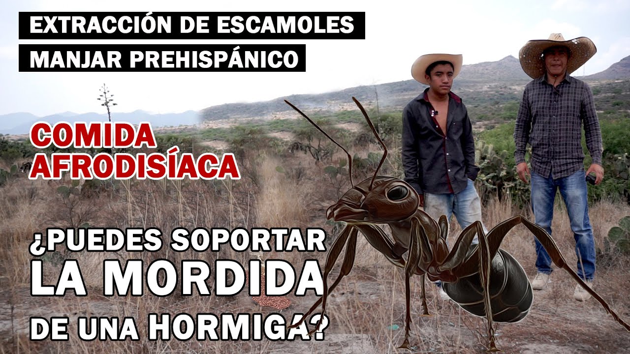 ESCAMOLES, CÓMO BUSCARLOS Y COCINARLOS