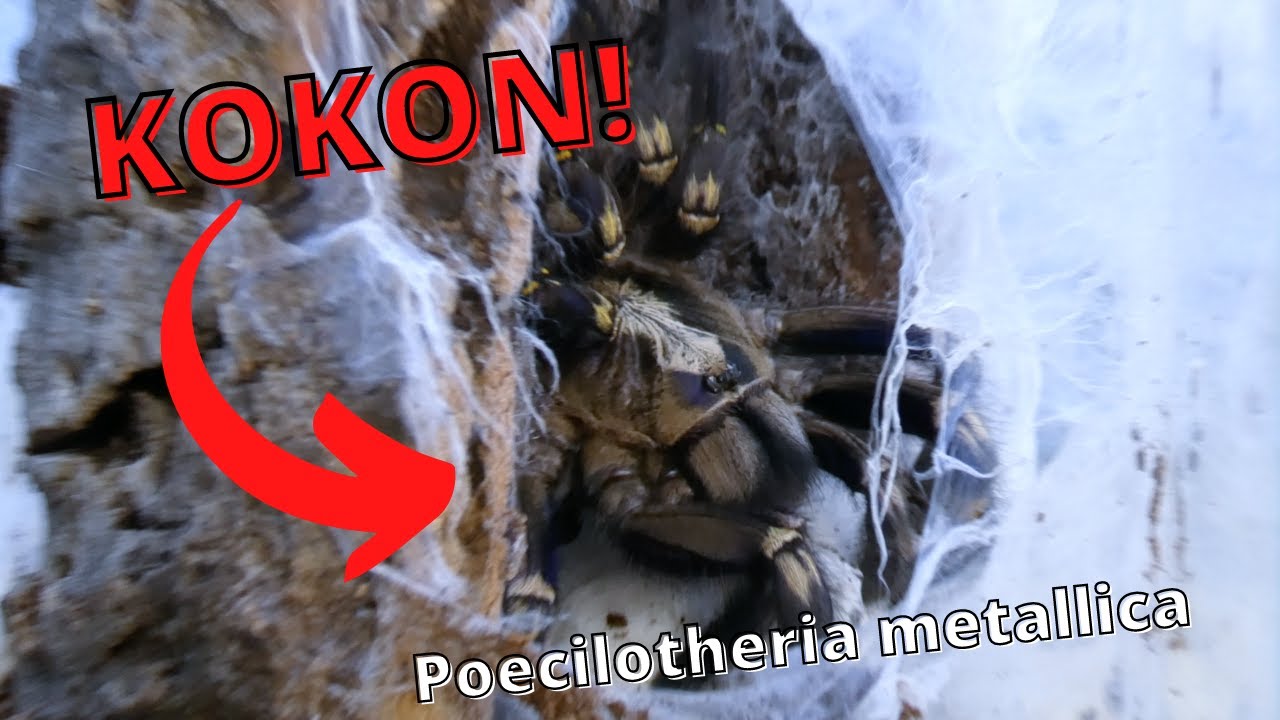 PIERWSZY KOKON POECILOTHERIA METALLICA W TYM ROKU! |ARACHNOHOBBIA|