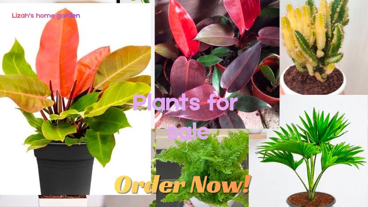 #youtube#plantsale#sales#plantlover#salevideo#gardening#garden#sales#plantsofindia 