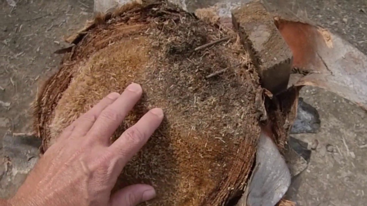 Are nails in Palm Trees Harmful? Palm Tree Supports and Lighting.