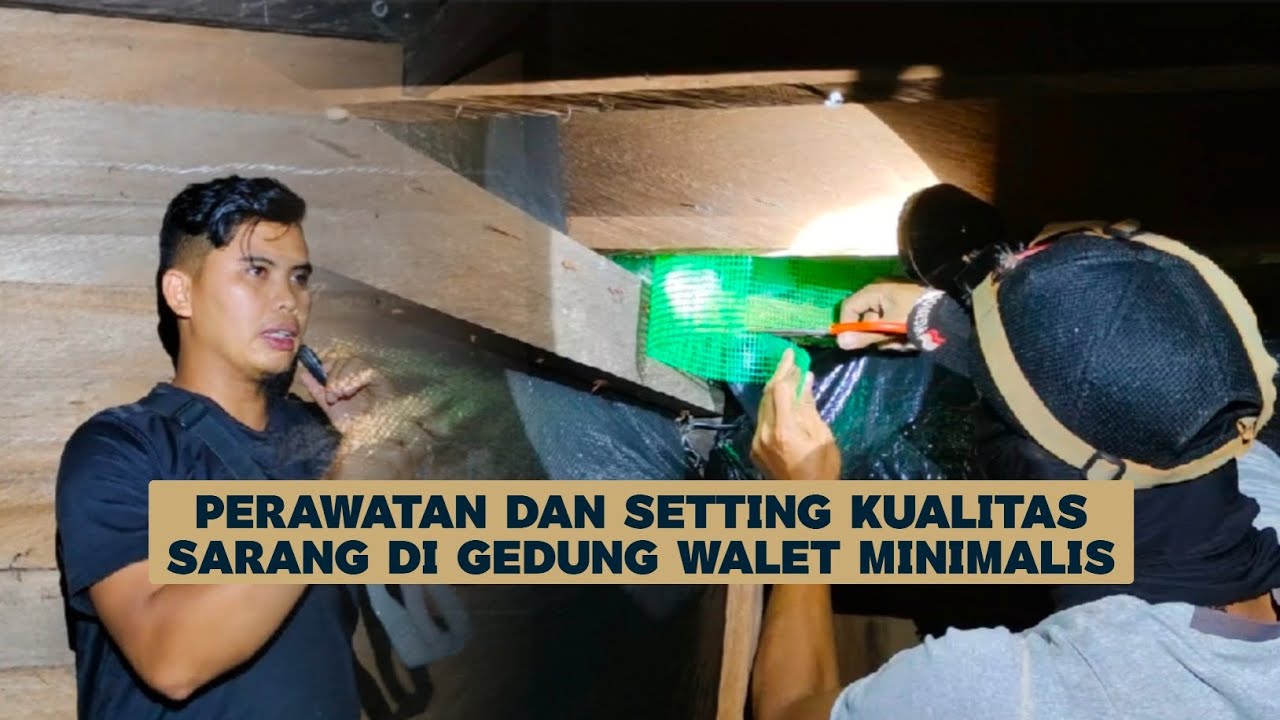Sharing Saat Perawatan dan Setting Kualitas sarang di gedung walet minimalis ukuran 4×6 empat lantai