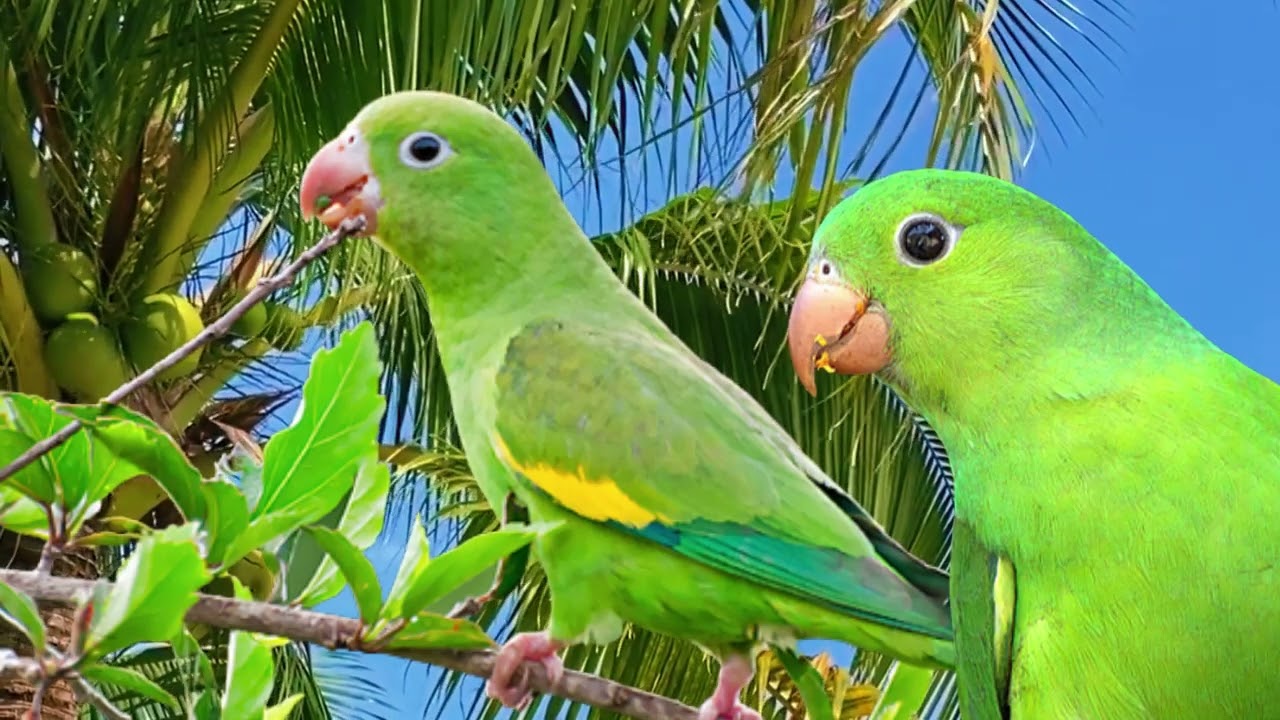 PERIQUITO VERDE CANTANDO NA NATUREZA MUITO LINDO