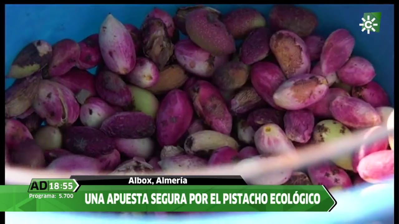 Cultivo de Pistachos en Albox, Almería