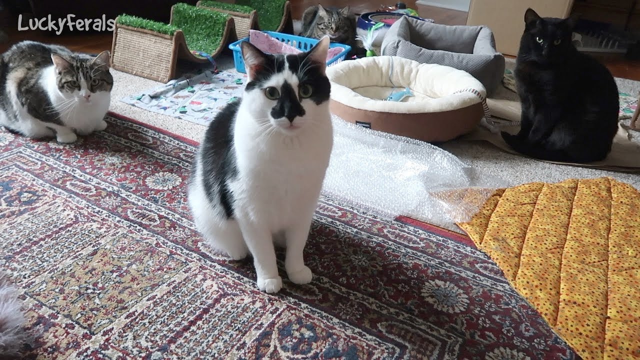 Boo Year 2 # 110 - Cats And Snakes, Mail Time, Stella’s Slumber Party