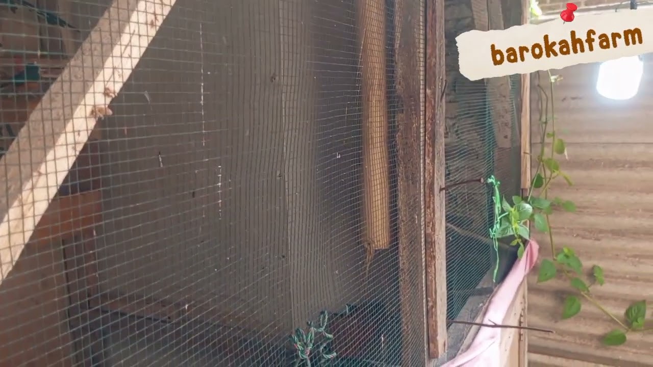 Beternak,bertani,bertambah🤲💪😉