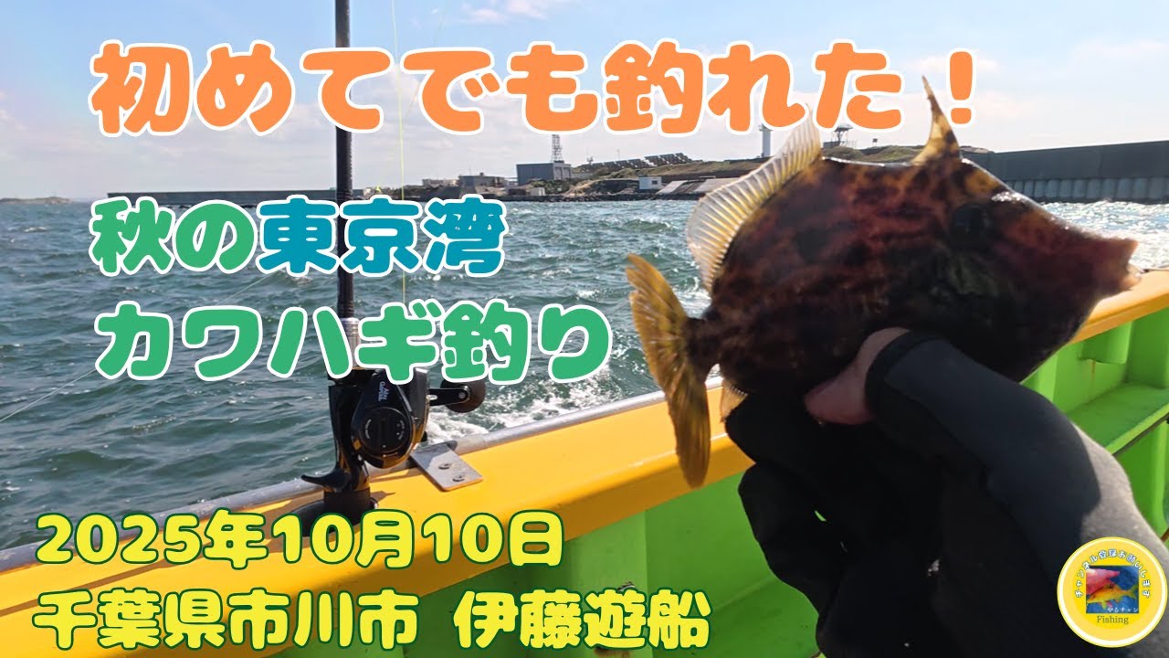 東京湾でカワハギを釣って肝醤油で刺身を食べたい #釣り #カワハギ #fishing #東京湾 #伊藤遊船