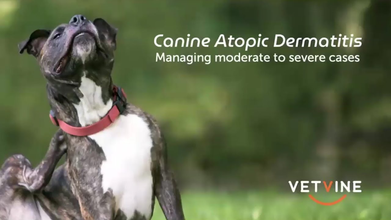 Using Zenrelia to treat canine atopic dermatitis and vaccination recommendations